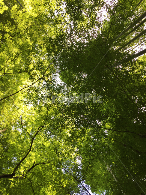 대나무,하늘,녹색,초록,나뭇잎,bamboo,sky,green,leaves,식물,자연,plants,nature