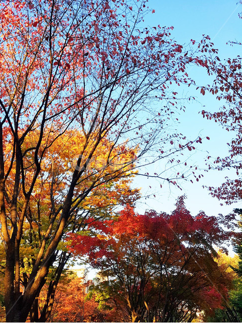 나무,tree,가을,단풍,fall,낙엽