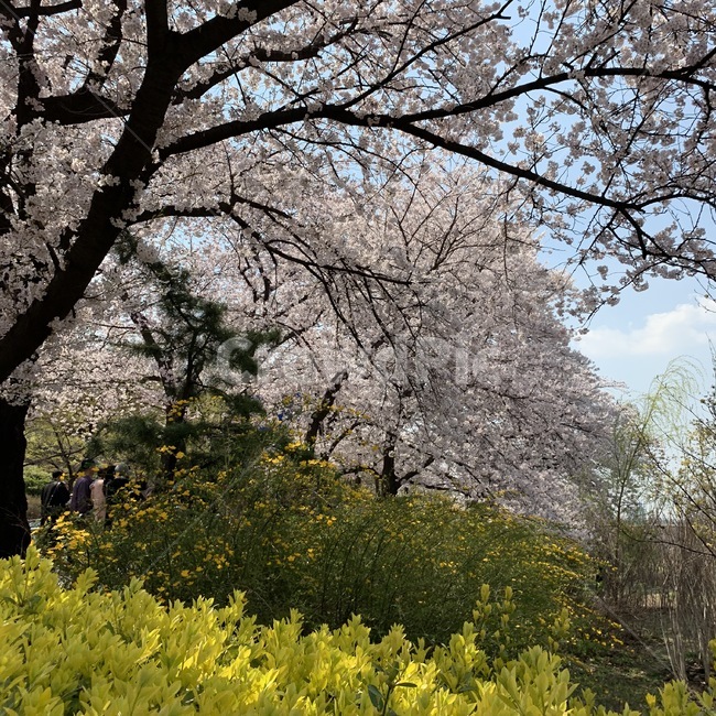 plant,식물,human,인간,person,사람,blossom,flower,꽃,벚꽃,나무,자연,하늘,봄,계절,spring,season