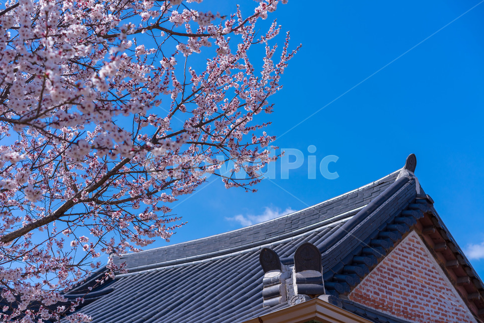 벚꽃,하늘,풍경,봄,구름,봄,계절,spring,season,한국전통,한국문화,korean traditional,korean culture,식물,자연,plants,nature,꽃,flower,건축물,건물외관,exterior,building,structure,architecture,construction,roof,지붕