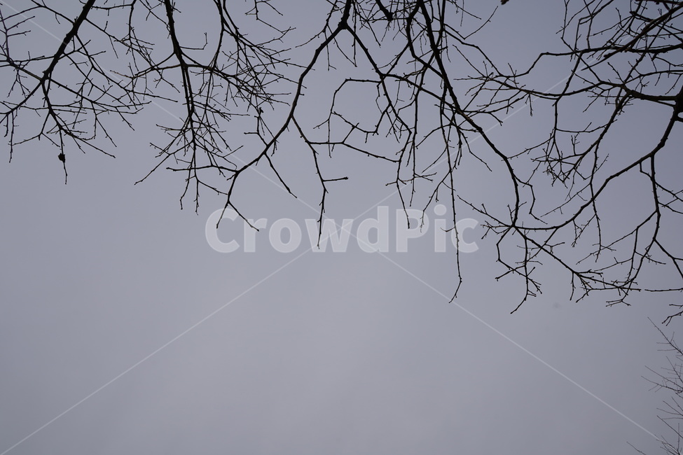 나무,하늘,나뭇가지,가을,싸늘함,tree,sky,fall,cold,chilly