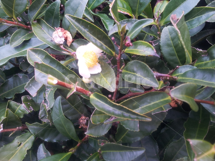 녹차,녹차꽃,녹차밭,식물,자연,greenteafarm,flower,plants,nature