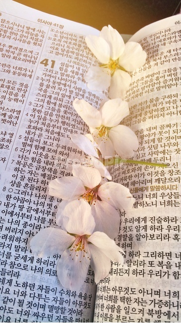 벚꽃,성경,크리스찬,기독교,교회,책갈피,꽃,flower,blossom,plant,cherryblossom,봄,봄꽃,글자,텍스트,text,성경책,bible,christian,감성,신앙