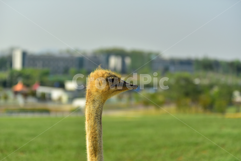 동물,긴목,타조목,타조주둥이,타조,타조머리,animal,orstrich,동물,animal,조류,새,birds