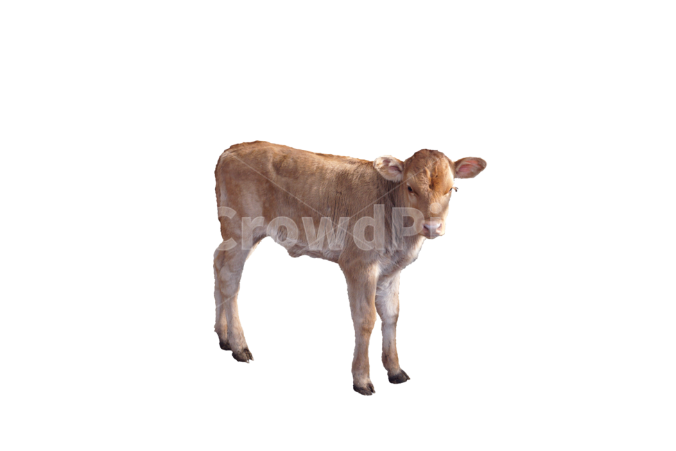 자연,동물,animal,포유류,소,cow,송아지,calf,한우,동물,animal,포유류,mammal,누끼,remove background