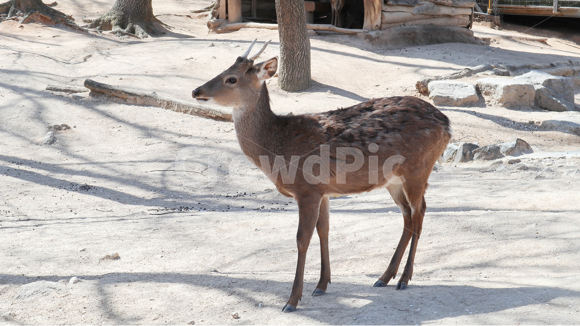 꽃사슴,사슴,animal,deer,korea,seoul,park,포유류,mammal,동물,공원,사슴옆모슴,옆모습,측면,동물원,동물,animal,포유류,mammal