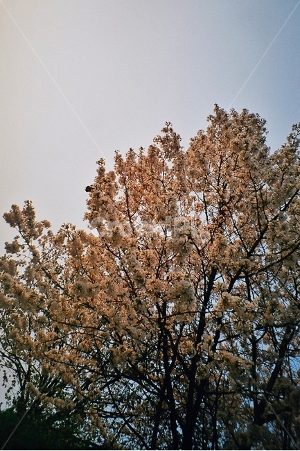 꽃,자연풍경,벚꽃,봄,감성사진,flower,spring,색감,봄,계절,spring,season,plant,식물