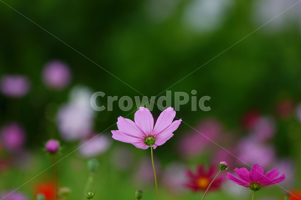 코스모스,가을,꽃,공원,꽃밭,식물,flower,식물,자연,plants,nature,꽃,flower