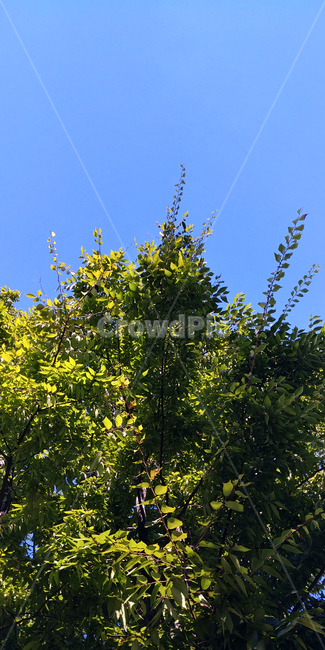 나무,tree,식물,맑음,쾌청,fall,싱그러움,나뭇잎,파란하늘