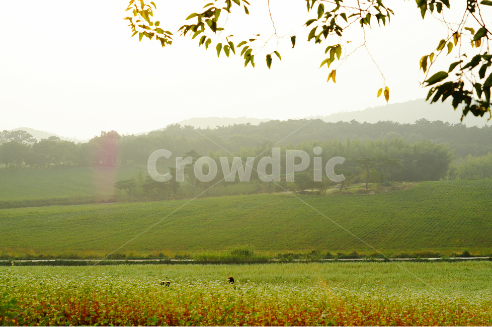메밀꽃,가을,풍경,흰색,꽃,자연,풍경,nature,landscape,한국자연풍경,한국자연경관,korea nature landscape,outdoors,옥외,field,들