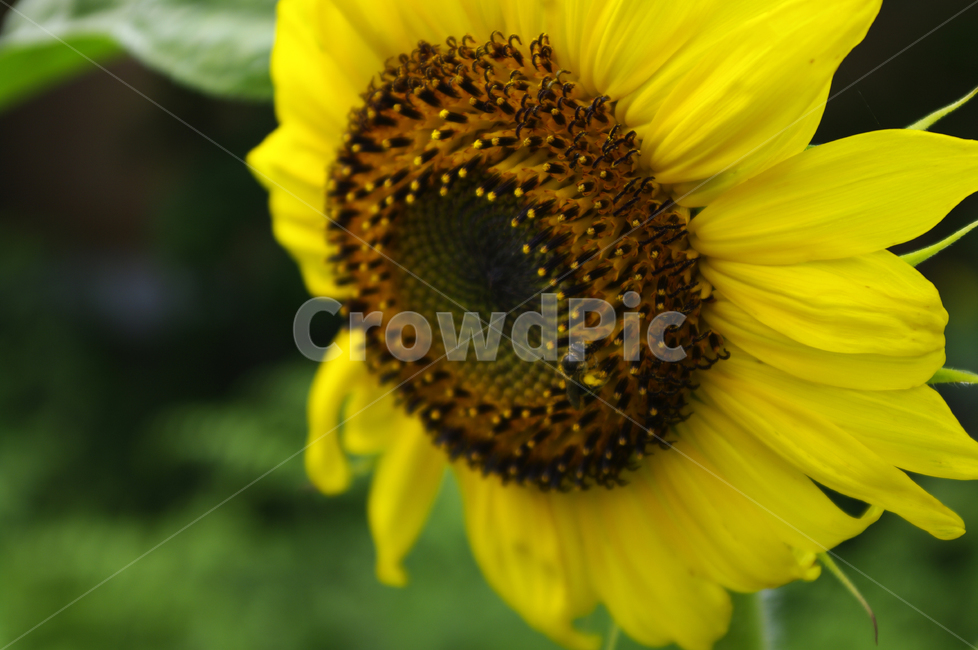 해바라기,꽃,flower,식물,plant,식물,자연,plants,nature,꽃,flower