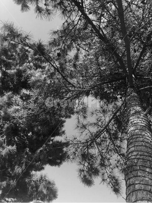 나무,흑백,소나무,나무가지,tree,감성,추억,감성사진