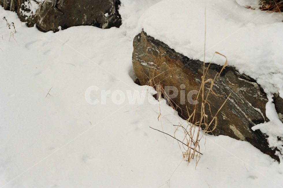 눈,겨울,자연,winter,snow,감성,고즈넉,돌,풀