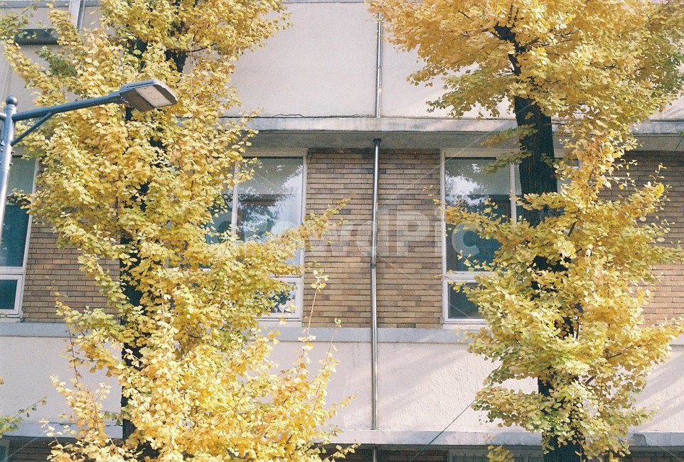 autumn,ginkgo,은행나무,yellow,tree,가을,계절,fall,autumn,season,식물,자연,plants,nature,나무,trees,wood,plant,tree trunk,나무 줄기