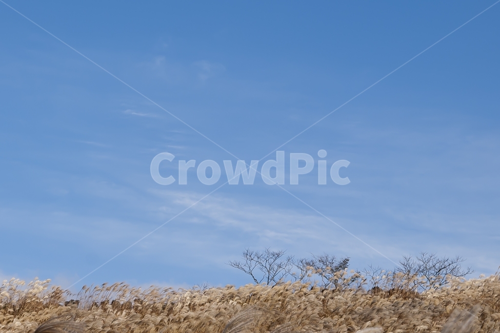 하늘,갈대,자연,풍경,배경,sky,natural,reed,landscape,겨울,계절,winter,season,자연,풍경,nature,landscape