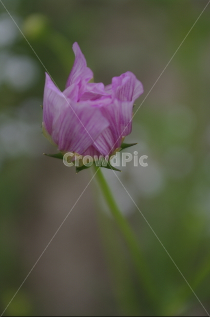 꽃,flower,식물,plant,자연,nature