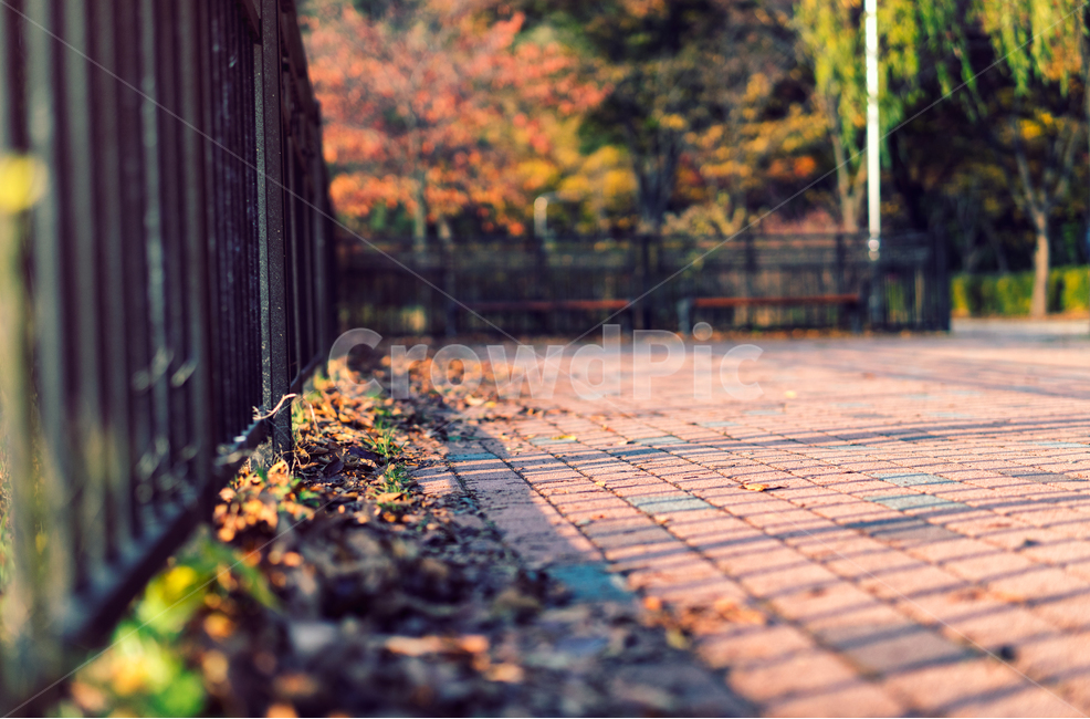 자연,풍경,가을,감성,낙엽,감성사진,나뭇잎,가을,계절,fall,autumn,season,감성,sensible,feeling,path,통로,walkway,보도,sidewalk,pavement,포장
