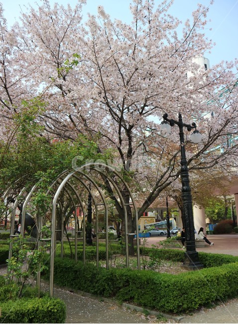 봄,벚꽃,공원,풍경,거리,봄,계절,spring,season,식물,자연,plants,nature,나무,trees,wood