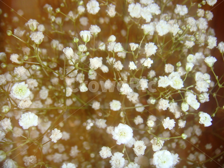 안개꽃,꽃,flower,plant,식물,petal,꽃잎,흰꽃,whiteflower
