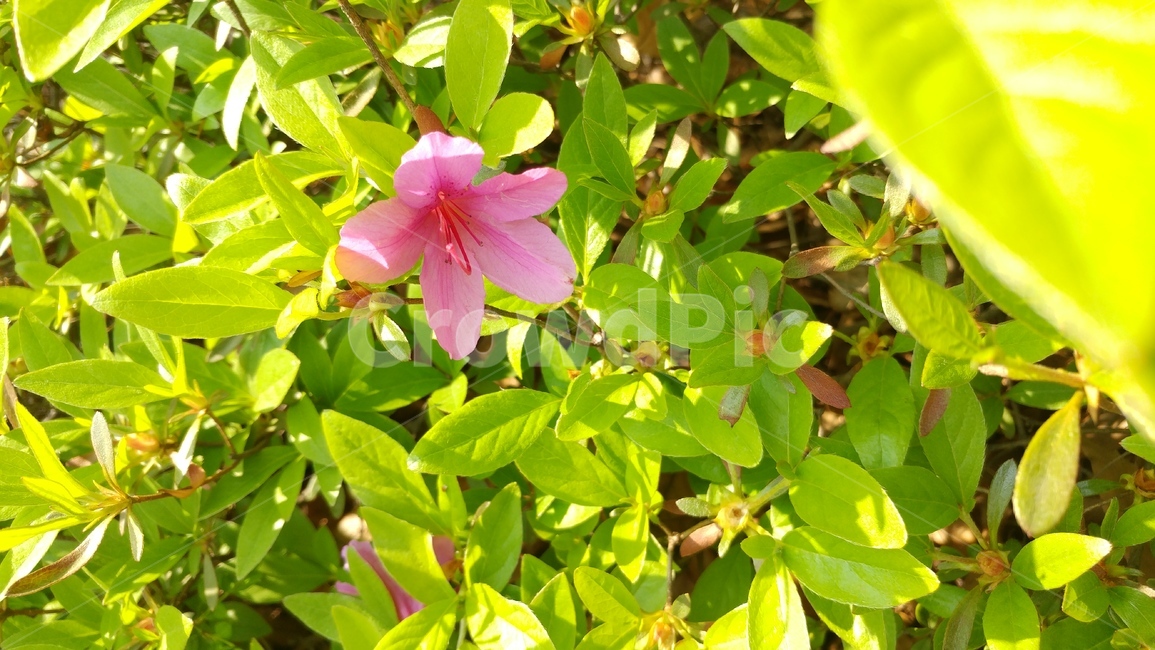 진달래,봄,꽃,분홍,나무꽃,봄꽃,햇살,잎,가지,분홍색꽃,식물,자연,plants,nature