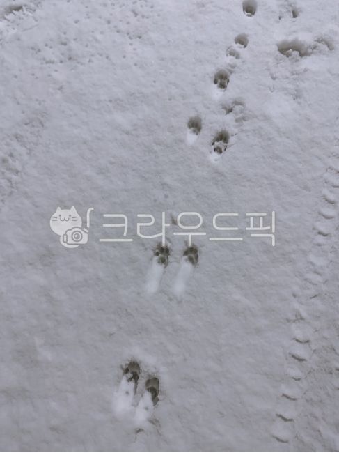 고양이,고양이발자국,눈,눈발자국,길,발걸음
