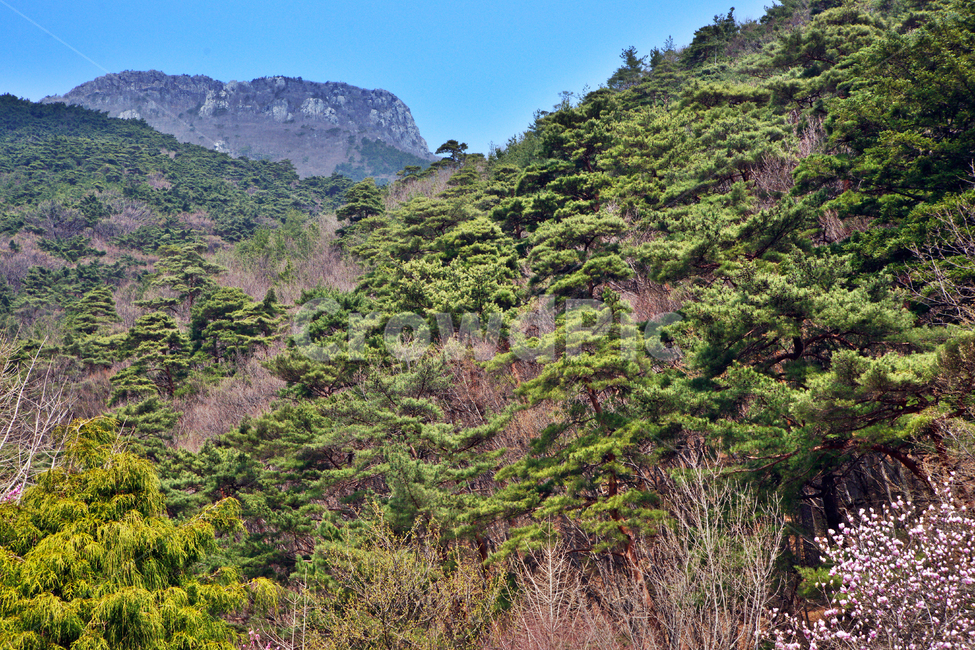 영축산,양산,취서산,영취산,축서산,숲,명산,자연,풍경,nature,landscape,한국자연풍경,한국자연경관,korea nature landscape,outdoors,옥외