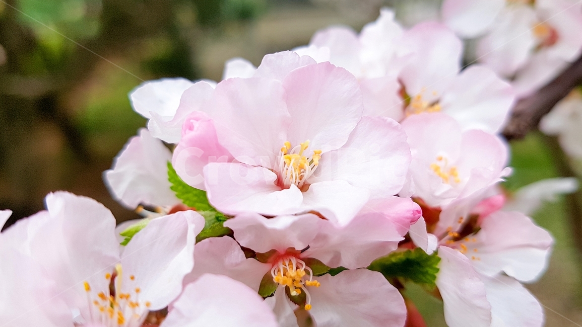 꽃,봄꽃,벚꽃,분홍,만개,식물,나무,벚꽃놀이,접사,flower,plant,beauty,식물,자연,plants,nature,꽃,flower