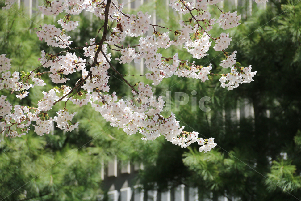 사쿠라,cherryblossom,봄,꽃,봄꽃,벚꽃
