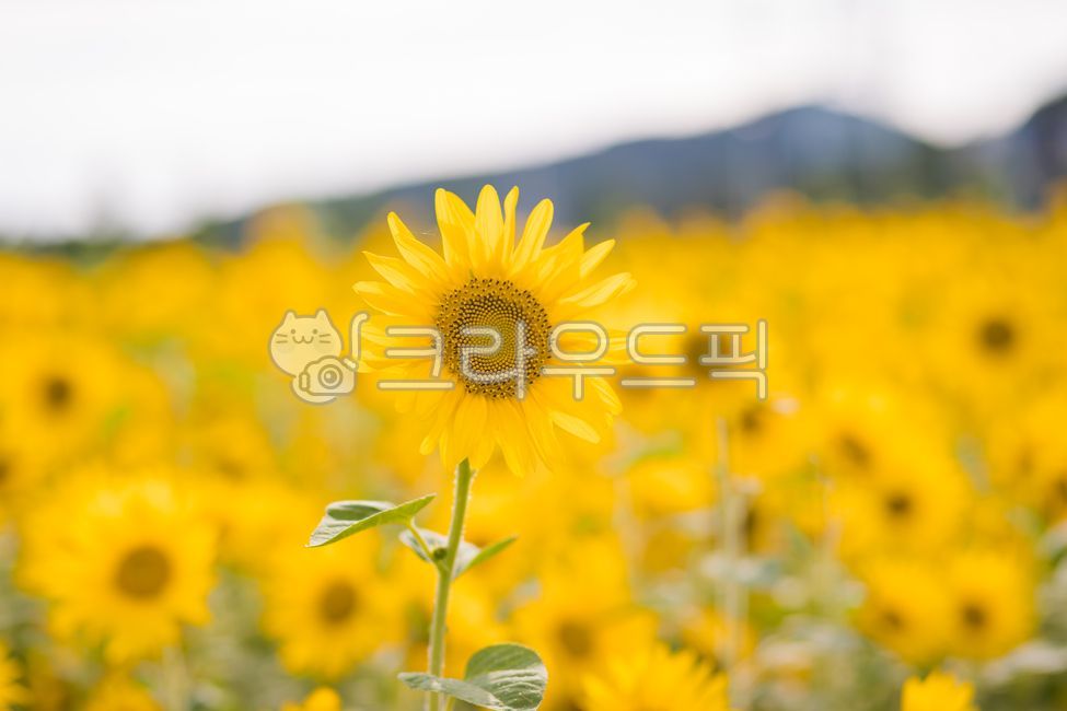 해바라기,해바라기꽃,해바라기꽃밭,해바라기밭,해라바리풍경,plant,식물,flower,꽃,sunflower,식물,자연,plants,nature,꽃,flower