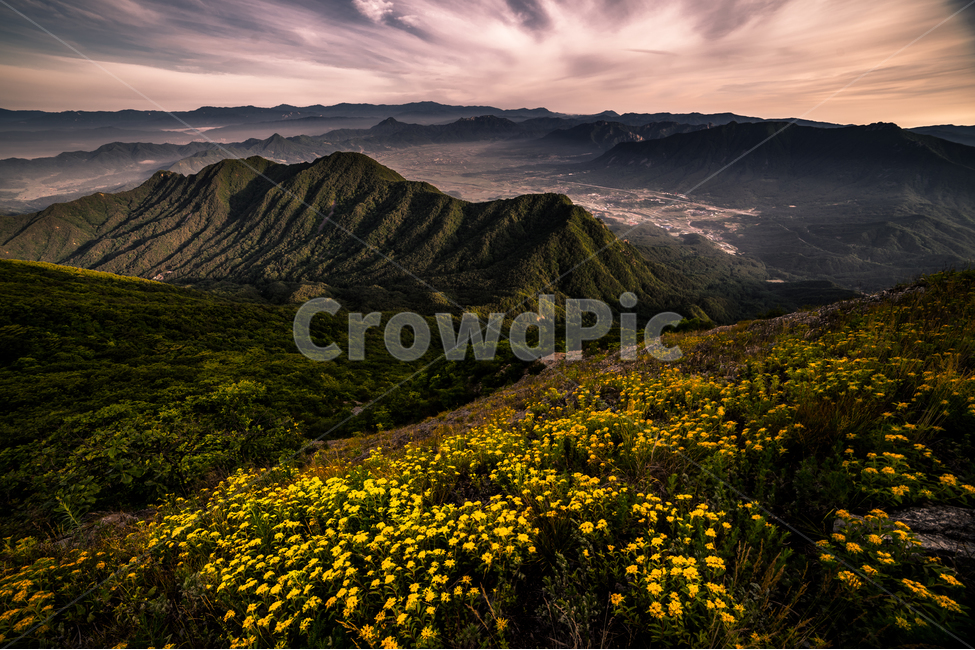 자연,풍경,식물,여명,하늘,산,운해,자연,풍경,nature,landscape,한국자연풍경,한국자연경관,korea nature landscape,outdoors,옥외,field,들,grassland,목초지
