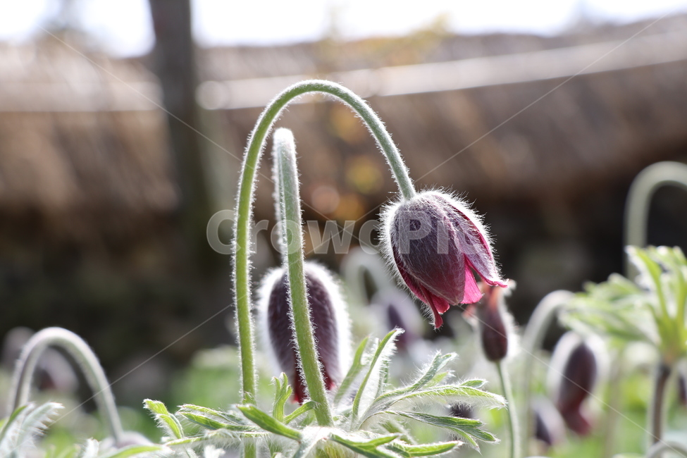할미꽃,nature,자연,flower,꽃
