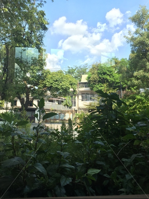garden,정원,outdoors,잎,이파리