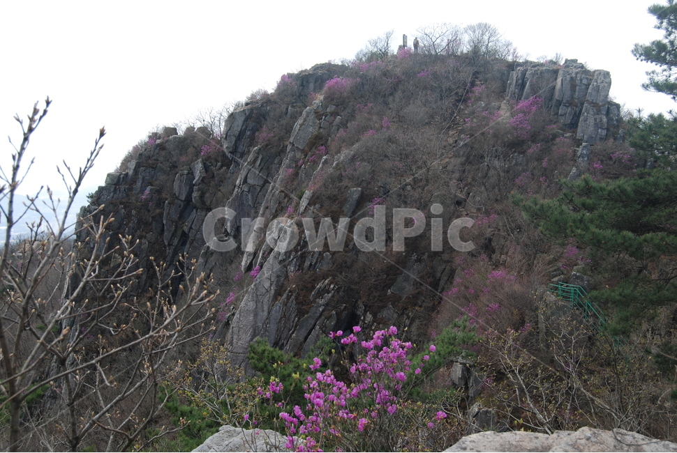 달음산,옥정사,철쭉,꽃,자연의위대함,등산로,능선,아름다움,신비스런산,돌,산행,힐링,자연,감성,등산,계절,여행,한국,한국명산,한국등산,풍경,눈,나무,하늘,바람,바람소리,환경,생태계,산,땅,자연,풍경,nature,landscape,한국자연풍경,한국자연경관,korea nature landscape,outdoors,옥외,cliff,낭떠러지,plant,식물