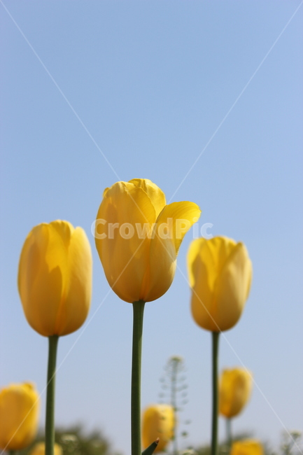 튤립,꽃,정물,화사,접사,봄,계절,spring,season,식물,자연,plants,nature,꽃,flower,plant