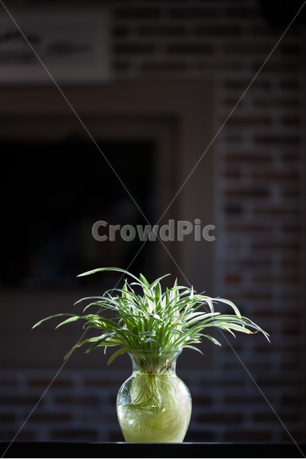 화병,화분,botanical,식물,정물,식물,자연,plants,nature,실내용화초,화분,화초,house plant,인테리어,실내디자인,interior design