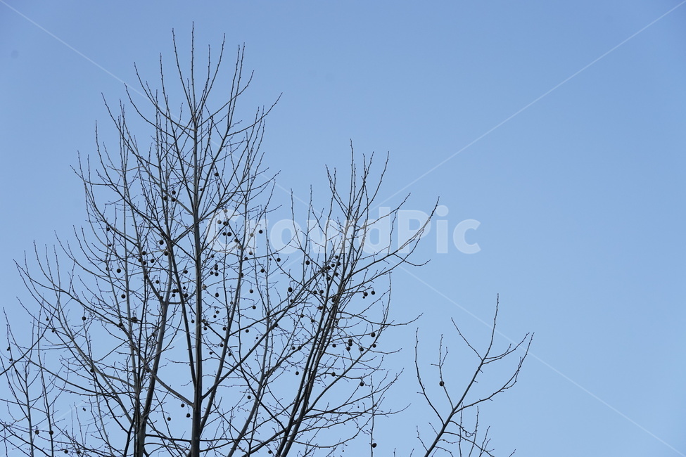 plant,식물,tree,나무,나뭇가지