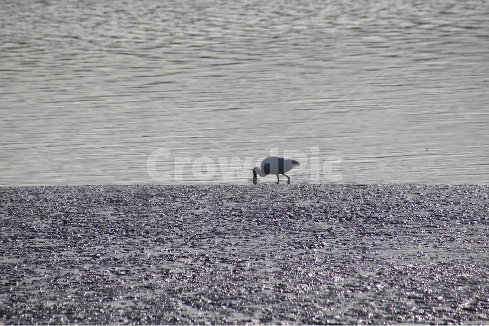 갯벌,저어새,새,mudflat,bird,순천만습지,동물,animal,조류,새,birds