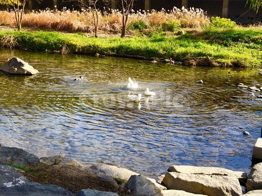 오리,강,밝은,아침,자연,풍경,자연,풍경,nature,landscape,water,물,outdoors,옥외,animal,동물,bird,새