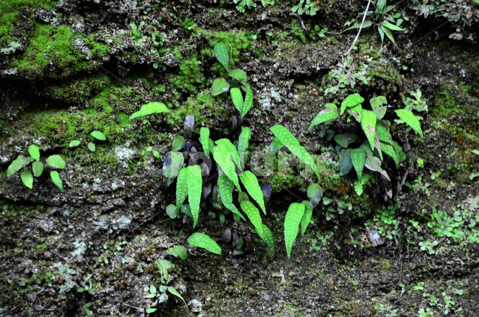 고란초,고란사,금강,자연,음지식물,녹색,띠모양,희소함,식물,자연,plants,nature