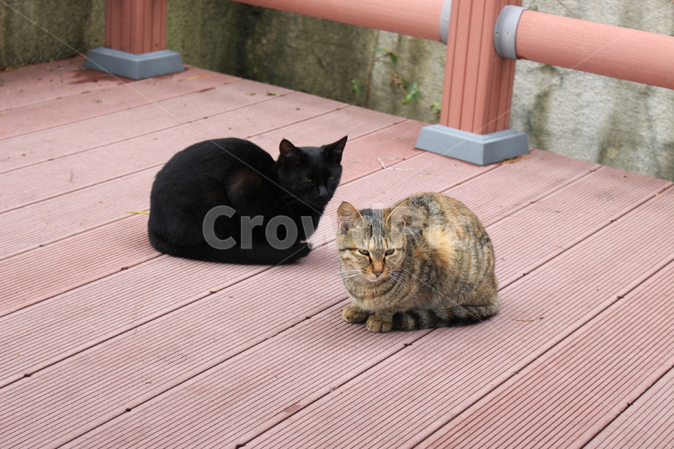 cat,고양이,동물,냥이,검정,pet,애완동물,animal,공원,길고양이,길냥이,귀여움