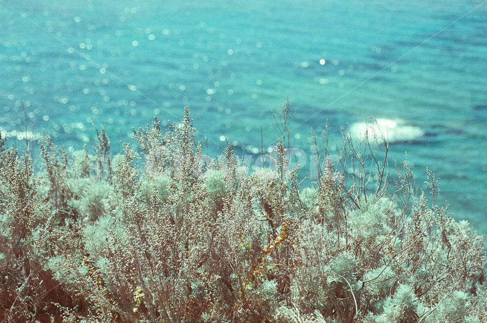 자연,바다,에메랄드,필름사진,색감,필름,자연,풍경,nature,landscape,sea,outdoors,옥외,ocean,대양,water,물,bush,부시,plant,식물,vegetation,초목,sea life,해양 생물,animal,동물,reef,암초