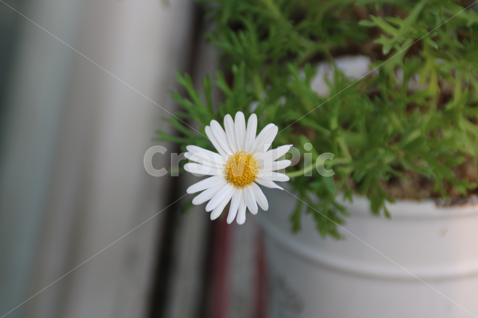 하나,외로움,마가렛,화이트,깨끗함