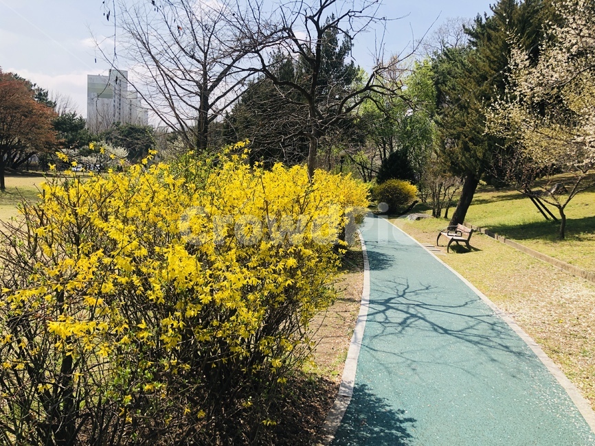 flower,forsythia,spring,꽃,봄,개나리,plant,나무,tree,yellow