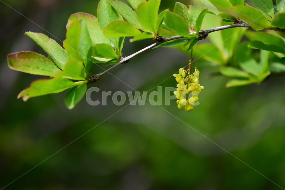 매발톱나무,야생화,꽃,식물,자연,생태,플라워,wildflower,flower,plants,nature,season,감성,느낌,emotion,feeling,나무,tree