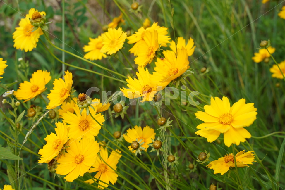 금계국,금국화,국화,금국,감국,초롱꽃목,쌍떡잎식물