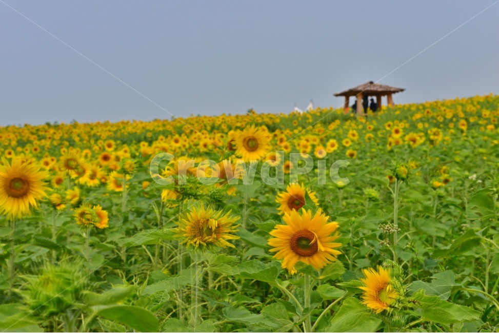 plant,식물,flower,blossom,해바라기,해바라기꽃,해바라기밭,고창,학원농장,농장,자연,경치,경관,풍경,원두막
