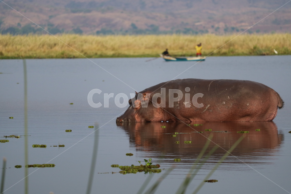 아프리카,사파리,자연,나일강,하마,safari,africa,동물,animal,포유류,mammal
