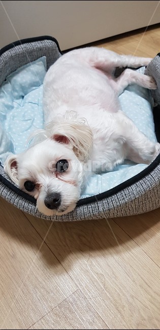 강아지,몰티즈,말티즈,반려동물,귀여운강아지,애완견,댕댕이,멍멍이