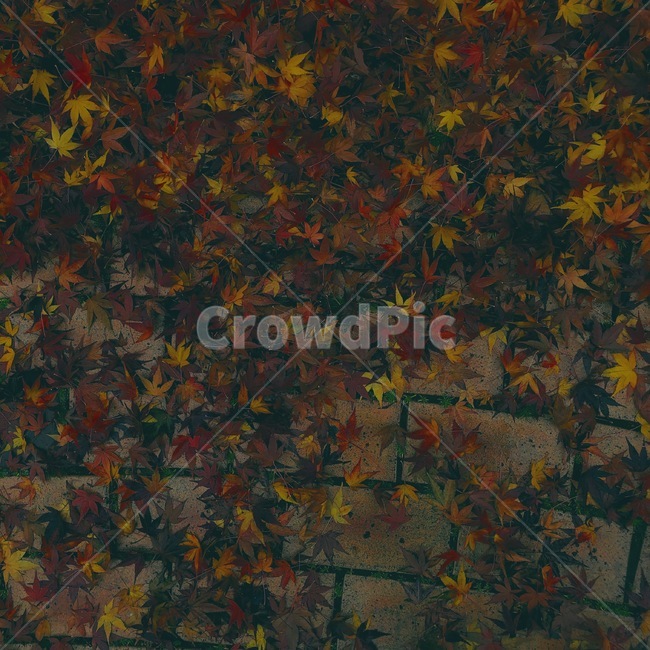 가을,낙엽,fall,보정,색감