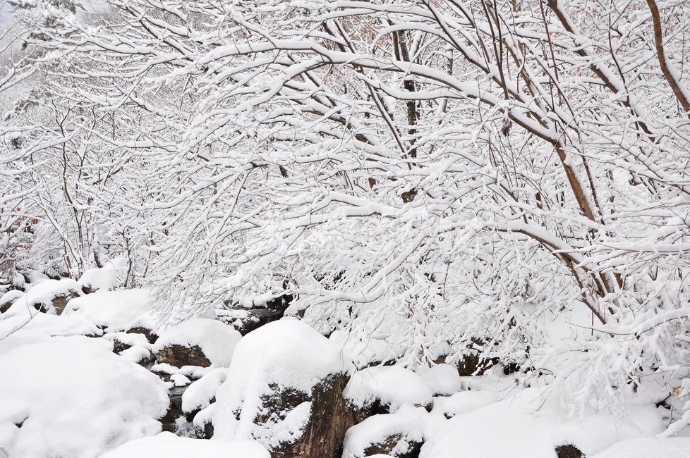 장성,입암산성,남창게곡,설경,남창계곡설경,storm,폭풍,tree,나무,plant,식물,ice,빙,snow,눈,winter,겨울,nature,자연,outdoors,옥외,blizzard,눈보라,겨울,계절,winter,season,자연,풍경,nature,landscape